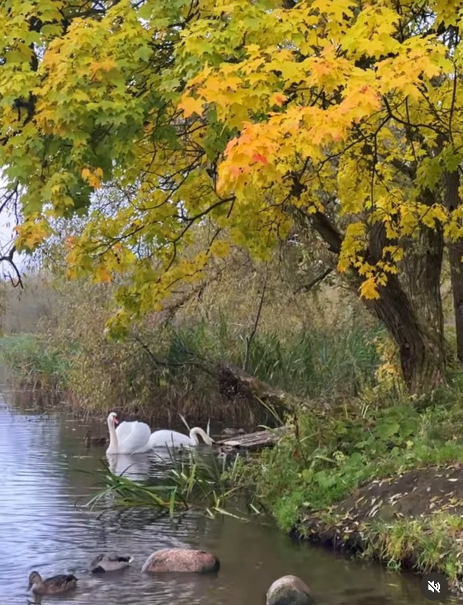 Ella🪷 tweet media