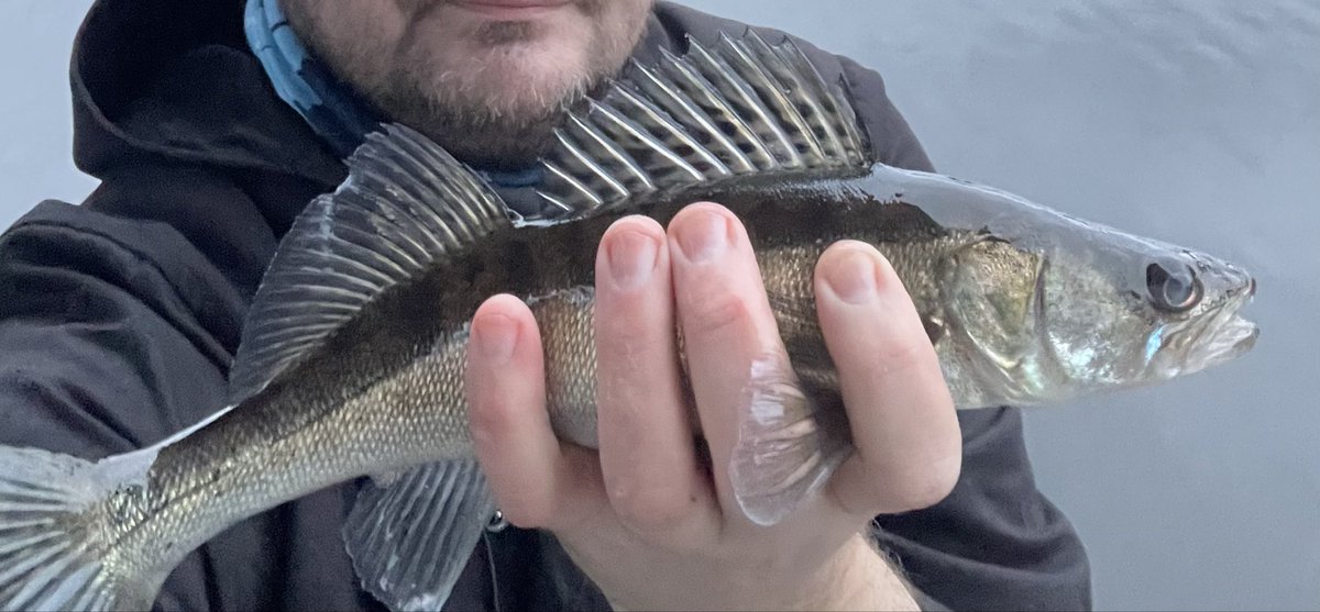 Harmi ettei viikolla ehdi enää käydä aamuisin heittelemässä, tai ehtisi, mutten halua aloittaa etätöitä ysiltä. Kiva näitä on saada, vaikka alamittainen olikin. Ahvenia ei harmi kyllä ole nyt muutamaan päivään näkynyt ollenkaan.