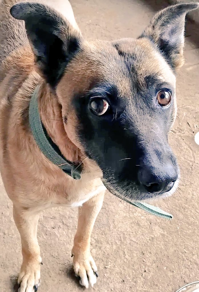 SelenaCaamano's tweet image. She'd waited alone in a shattered Melitopol for 3½ long years to get her 22 animals out.
Their rescue was a year in the planning, but then everything went wrong.
After a grueling walk through the neutral zone into Ukraine, she'd stepped back on to free soil with just four dogs...