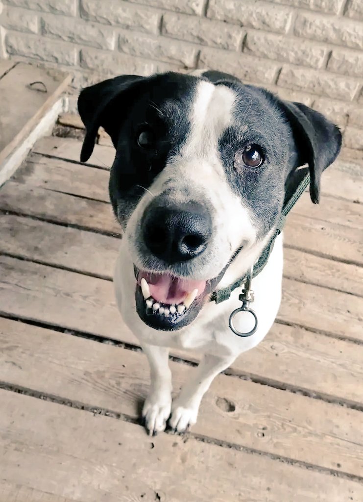 SelenaCaamano's tweet image. She'd waited alone in a shattered Melitopol for 3½ long years to get her 22 animals out.
Their rescue was a year in the planning, but then everything went wrong.
After a grueling walk through the neutral zone into Ukraine, she'd stepped back on to free soil with just four dogs...