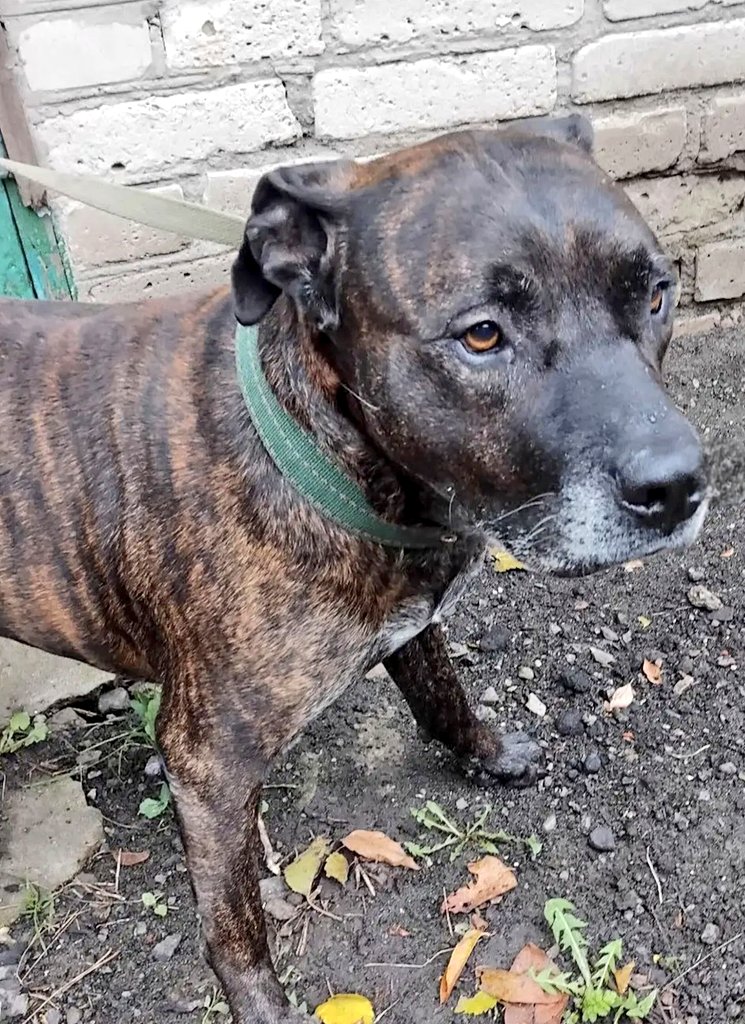 SelenaCaamano's tweet image. She'd waited alone in a shattered Melitopol for 3½ long years to get her 22 animals out.
Their rescue was a year in the planning, but then everything went wrong.
After a grueling walk through the neutral zone into Ukraine, she'd stepped back on to free soil with just four dogs...