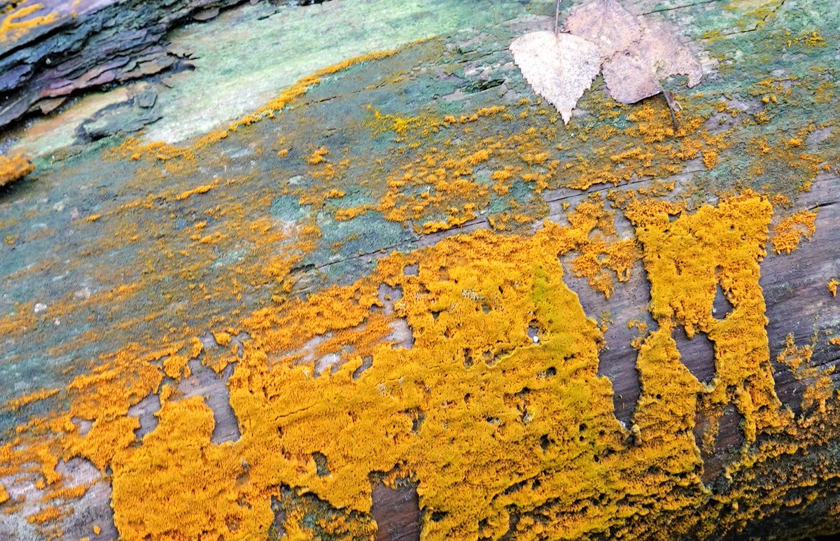 Goedemorgen , prettige zondag. Vandaag thema #boomstammen voor #fot_o_ktober  #natuur Good morning followers.<a href="/jolandabrwr/">JoLaNDa_hobbyfotograaf</a>