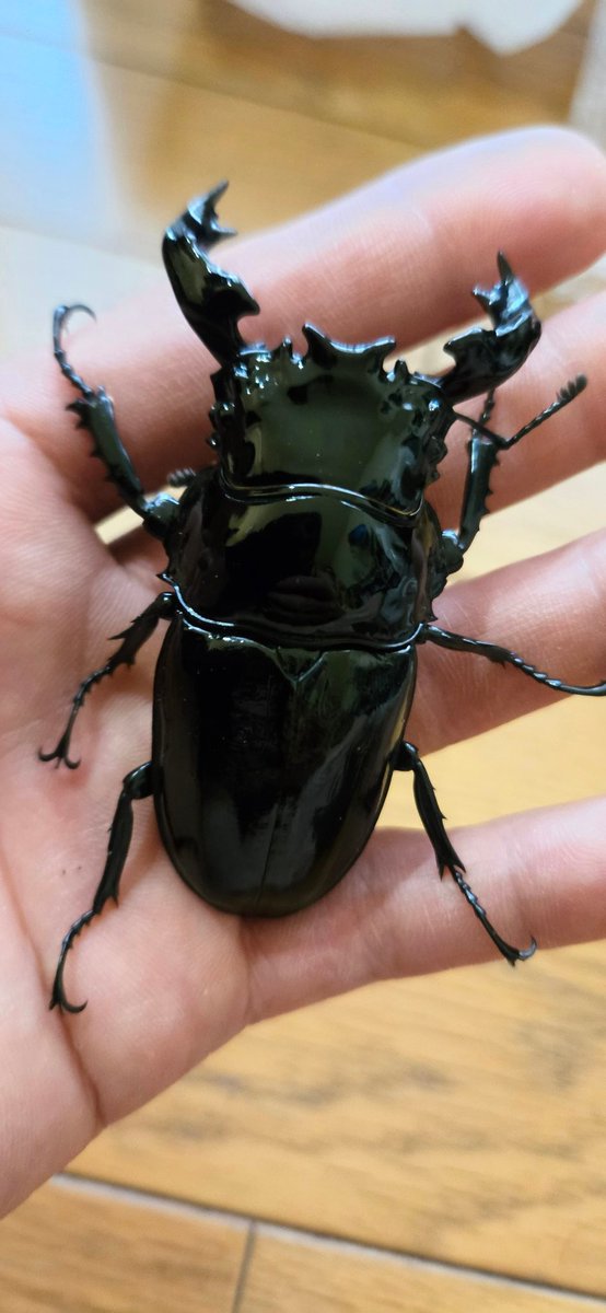 今日は二度目の上白根即売会に行ってきました♪

今回お目当てだった生体２種
神奈川のブリーダーさん<a href="/zero_stagbeetle/">神奈川のブリーダー</a> のブースでアンタエウスを✨
BIG FORESTさんのブースでタランドゥスを✨
お迎えしました😊

何時見ても本当にカッコいいクワガタだな♪
アドバイスも丁寧に感謝です🙇