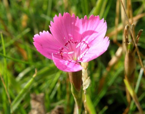 LucyKob's tweet image. Scots Gaelic Challenge Day 3158 pinc = maiden pink (dianthus deltoides), fleann-uisge aibhne = river water-crowfoot #Gaelic #language #Gaidhlig