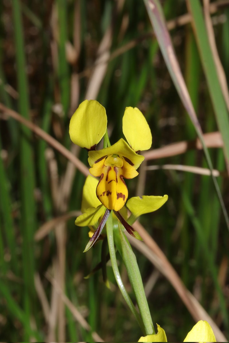 _Hayden_Jones's tweet photo. Diuris sp. in Karing-gai, including one being visited by a very keen butterfly 

It left probably quite disappointed as this genus is thought to be food deceptive and not offer any nectar to pollinators https://t.co/5ePhaL0v0S