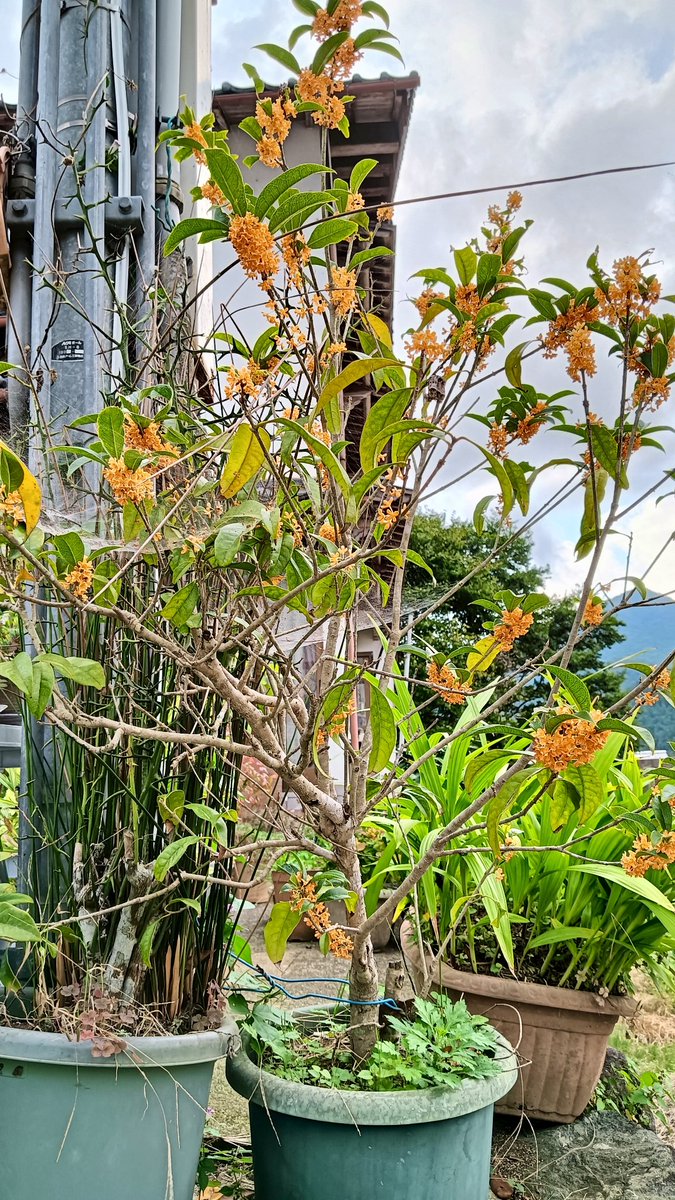 我が家のキンモクセイ（鉢植え）良い香り😊