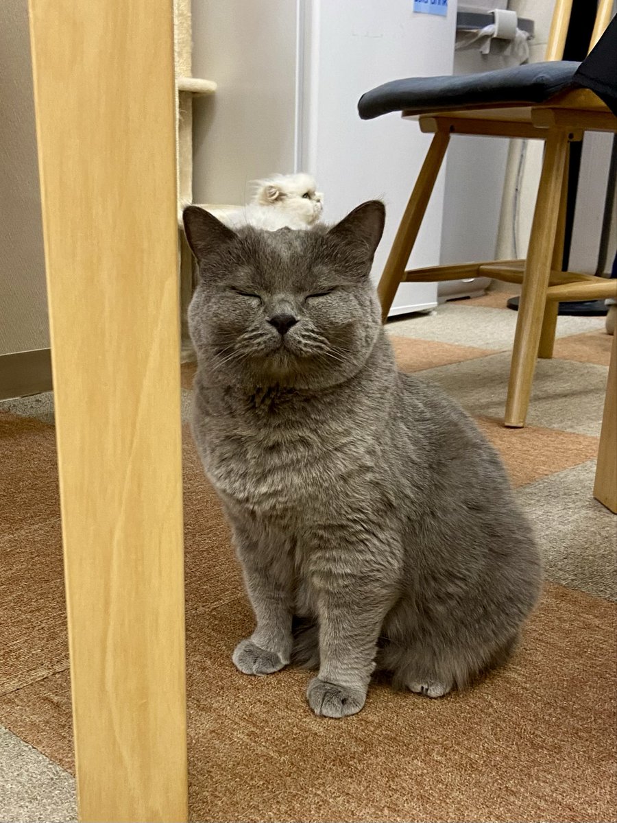 catcafenyankoto's tweet image. 白い帽子、似合ってる💗
#にゃんこと #猫カフェ #猫
