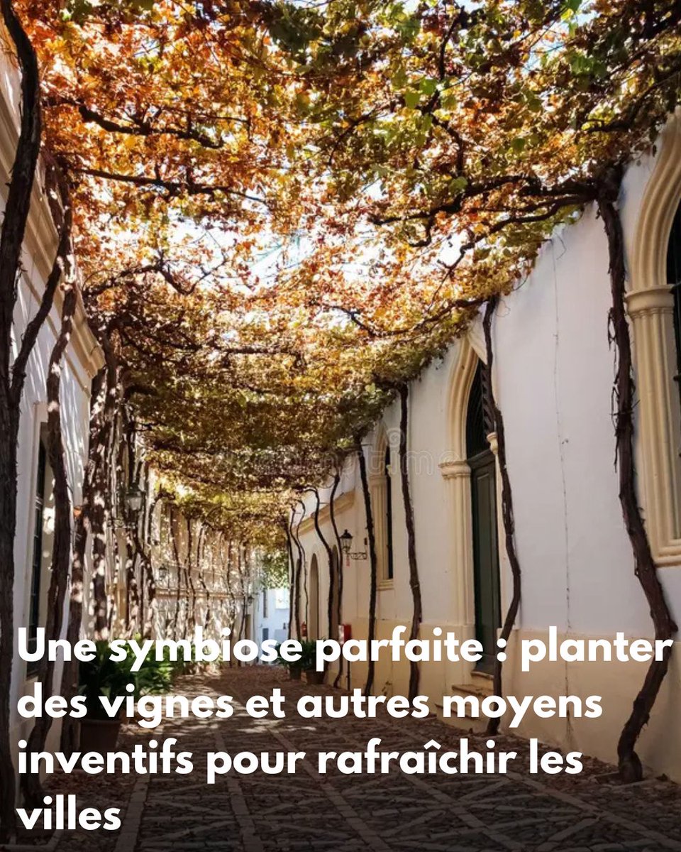 oxygen_brico's tweet image. Une symbiose parfaite : planter des vignes et autres moyens inventifs pour rafraîchir les villes

oxygenbuz.com/une-symbiose-p… 
#planter #vignes #QuelleEpoque #Matignon #Chine #Germany #Grok #Booba