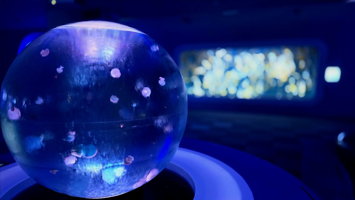 aquarium_nyan's tweet image. 新江ノ島水族館 オサカナ図鑑・番外編｜
クラゲエリア🪼💙✨  
光と音の「クラゲファンタジー」と、  
成長過程を観察できる「研究エリア」。  
幻想とサイエンスが同居する、えのすいのクラゲワールド🌊  

#にゃんにゃんのオサカナ図鑑 #水族館 #新江ノ島水族館 #クラゲ #クラゲファンタジー