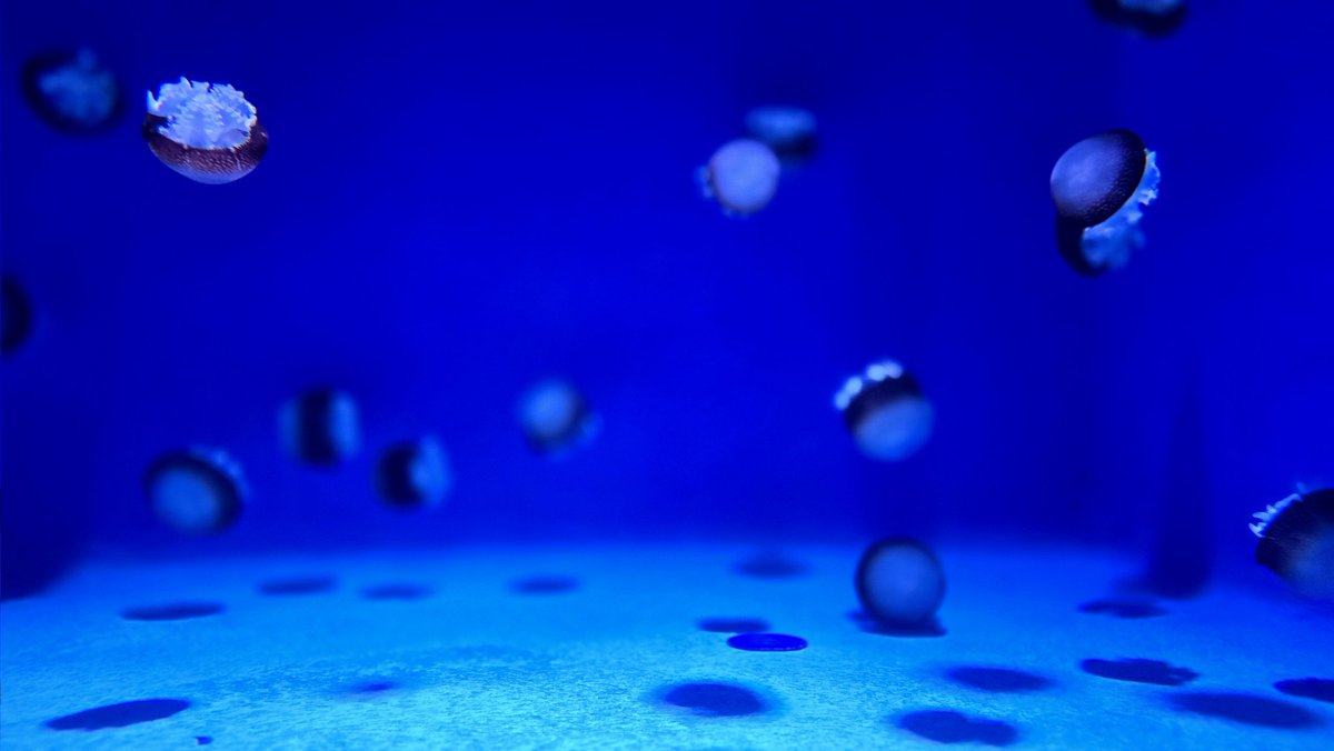 aquarium_nyan's tweet image. 新江ノ島水族館 オサカナ図鑑・番外編｜
クラゲエリア🪼💙✨  
光と音の「クラゲファンタジー」と、  
成長過程を観察できる「研究エリア」。  
幻想とサイエンスが同居する、えのすいのクラゲワールド🌊  

#にゃんにゃんのオサカナ図鑑 #水族館 #新江ノ島水族館 #クラゲ #クラゲファンタジー