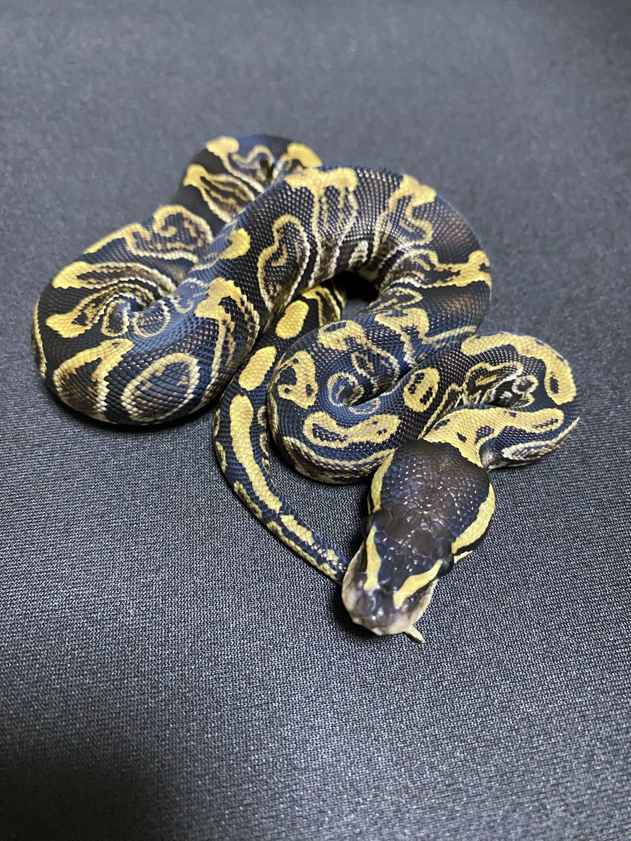 PERFECT BALL PYTHON著者直筆サイン入り 美品【送料無料】 PERFECT BALL PYTHON著者直筆サイン入り 美品【送料無料】 2025年最新