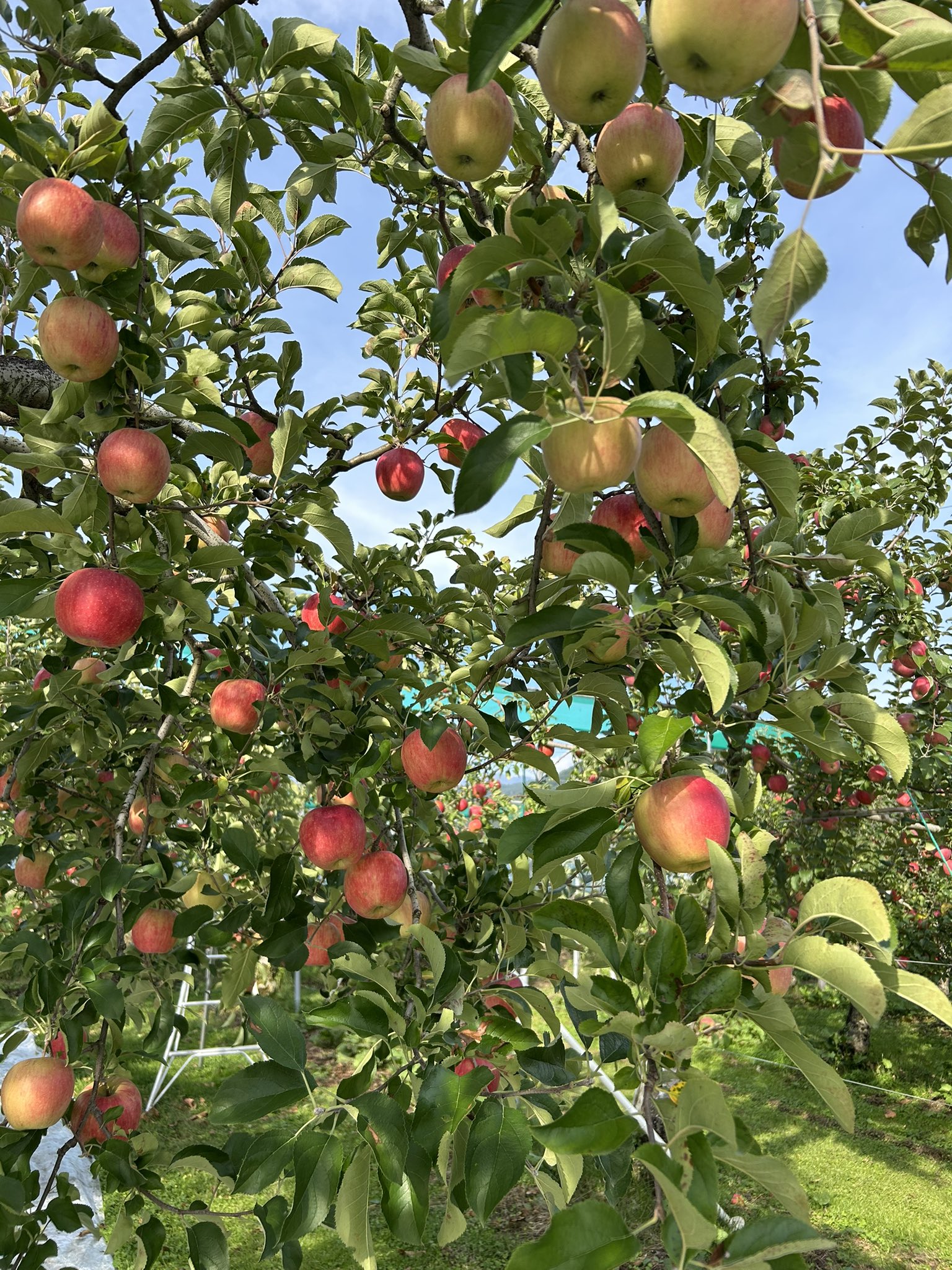 りんご園 - Search / X