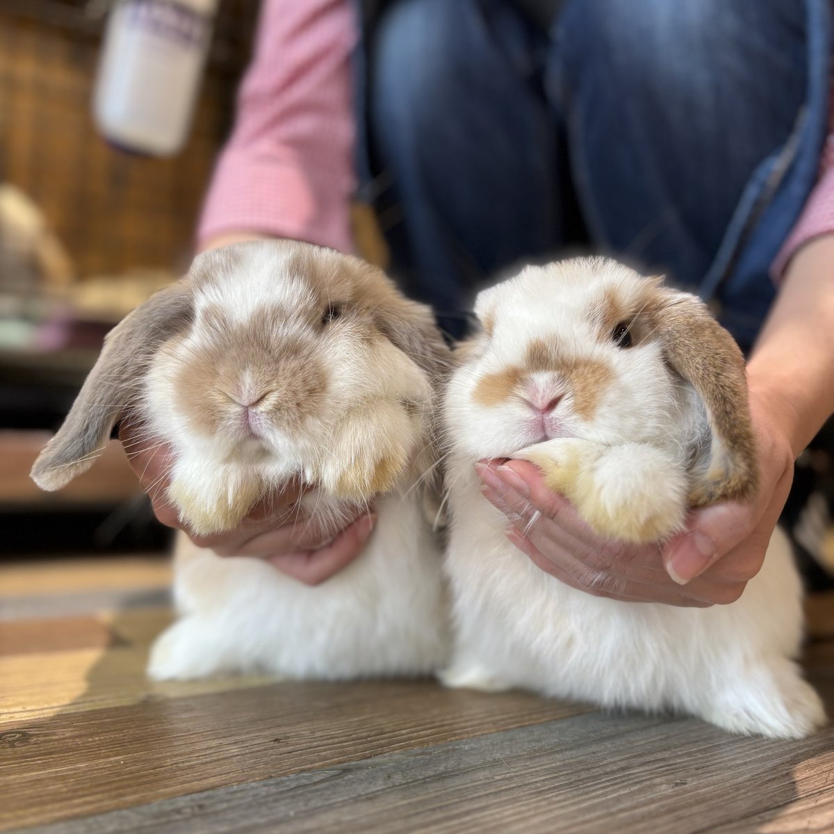 ☆うさこ☆ ぬいぐるみS うさぎ