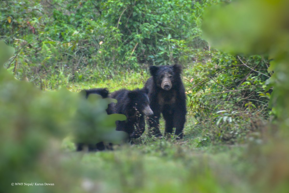 3 cubs. 1 urgent message.
Found across the Indian subcontinent, in India, Nepal, and Sri Lanka, these unique bears are already regionally extinct in Bangladesh, and sightings in Bhutan are rare.
Let’s protect their forests, restore corridors, and ensure these cubs grow up wild.