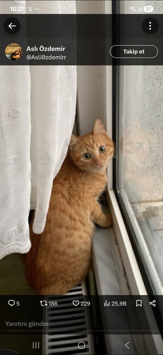 İstabul kayıp kedi
Sarıyer cumhuriyet mahallesinde kedimiz kayboldu. Çipi var kısır erkek kedi. Görürseniz iletşime geçin lütfen