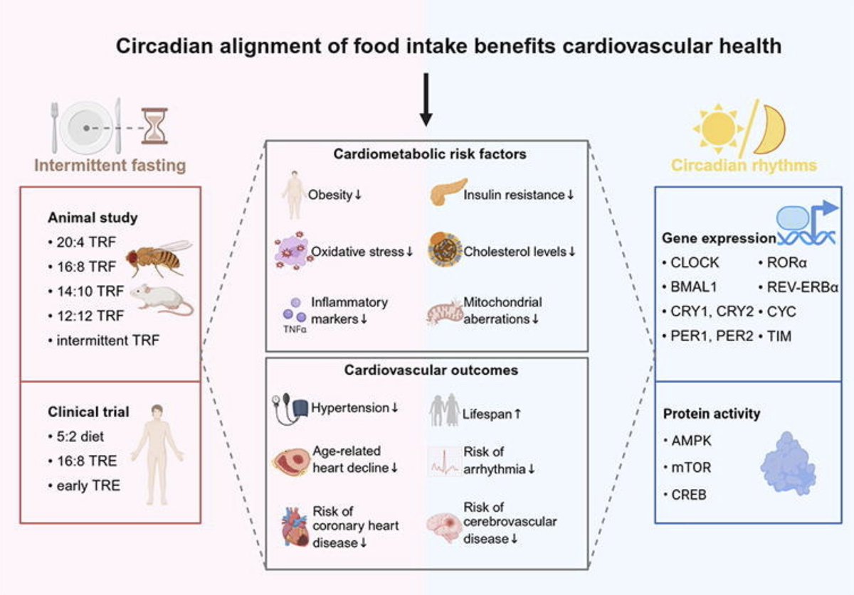 Circadian_App's tweet image. Fasting for the Heart—Eat during the day, fast at night
A circadian lens on intermittent fasting: aligning eating windows with daytime biology improves blood pressure, lipids, insulin sensitivity, and inflammation. Mechanisms include mitochondrial and autonomic “resetting” that…