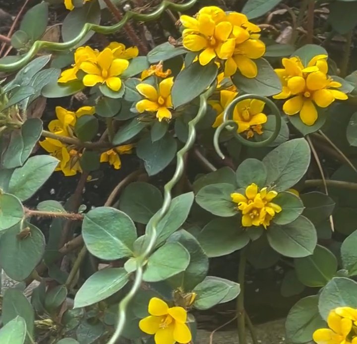 TrueTrue3162's tweet image. ~ Drops Of Sunshine On a Dull Day. 

✨⭐🌼🌻🌾⭐✨

#sundayvibes 
#SundayYellow 
#FlowersOnSunday
#SundayThoughts 
#Sunday