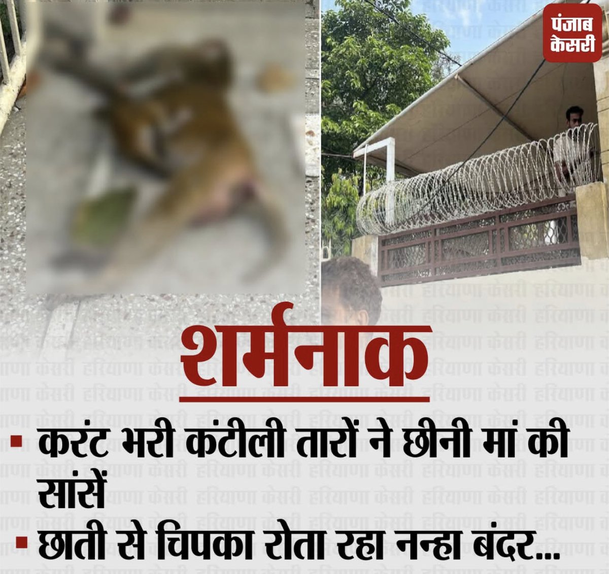 बहादुरगढ़ शहर के सेक्टर-6 स्थित एक कोठी में लगाई गई कंटीली तारें मासूम जीवों के लिए मौत का जाल.इन तारों में रात के समय करंट छोड़ा जाता हैशुक्रवार की रात एक मादा बंदर की दर्दनाक मौत हो गई इससे पहले मंगलवार को भी इसी मकान में एक बंदर की जानगईथी #bahadurgarh #rohtak #Haryana #monkey