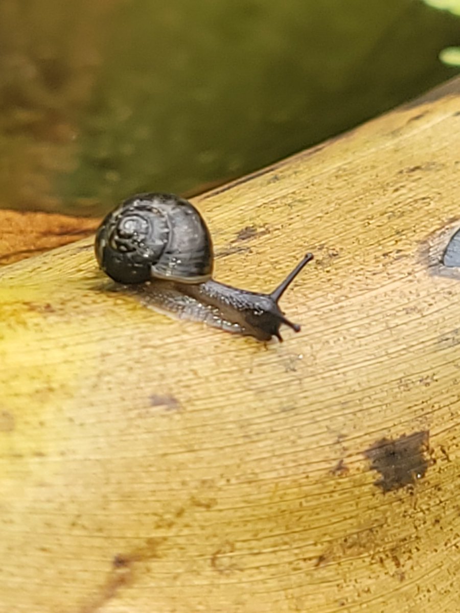 까망 달팽이를 만났어