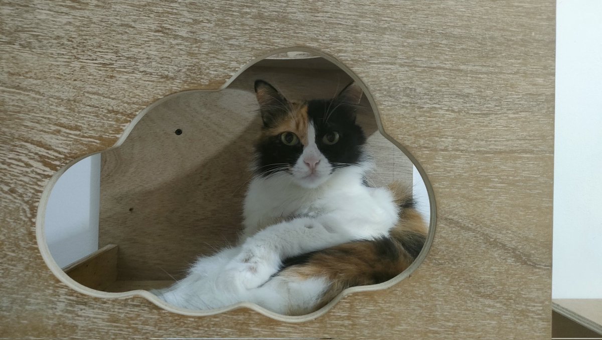 cisithecat's tweet image. cantiknyaaaa ♥️