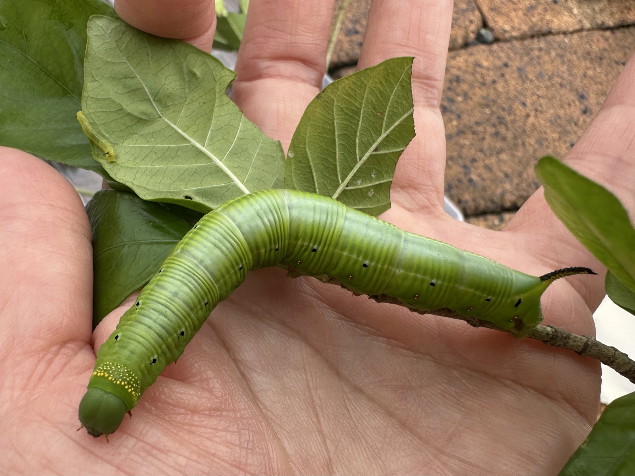 teru3　コケ各種7パレット他ヒノキゴケ、オオカサゴケ計4パック teru3様専用 コケ各種7パレット他ヒノキゴケ、オオカサゴケ計4パック
