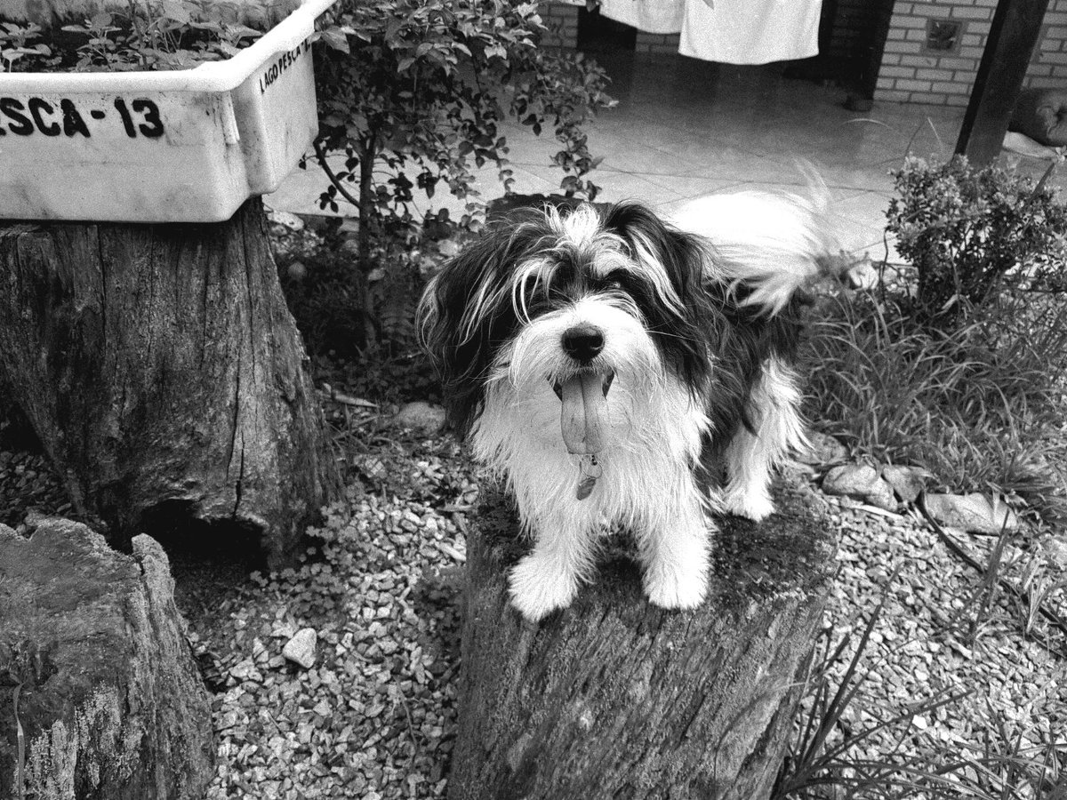 Luke passou como furacão nesses 8 anos, chegar em casa vendo ele balançando o rabo felizão esperando um sorriso era surreal.

Lembranças inesquecíveis e um ciclo que nos deixou boas lembranças  e energias. 

Vai nos deixar muitas saudades meu amigo 😢