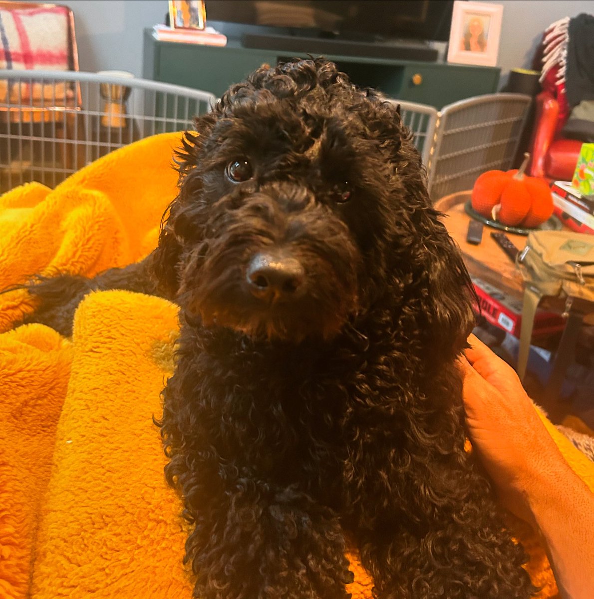 Whenever I try to read…