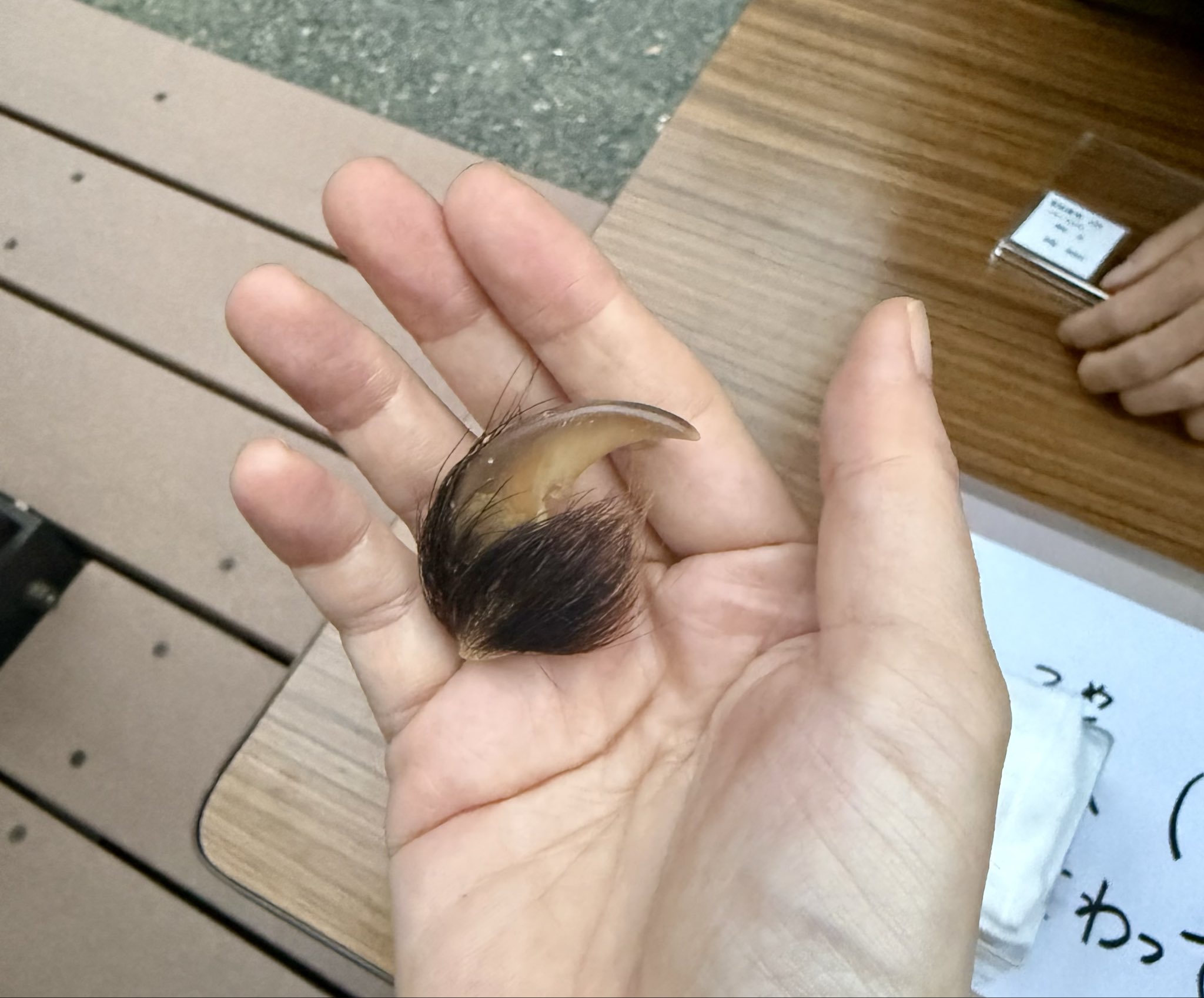 Y*6様 クマの爪 純 on X: 