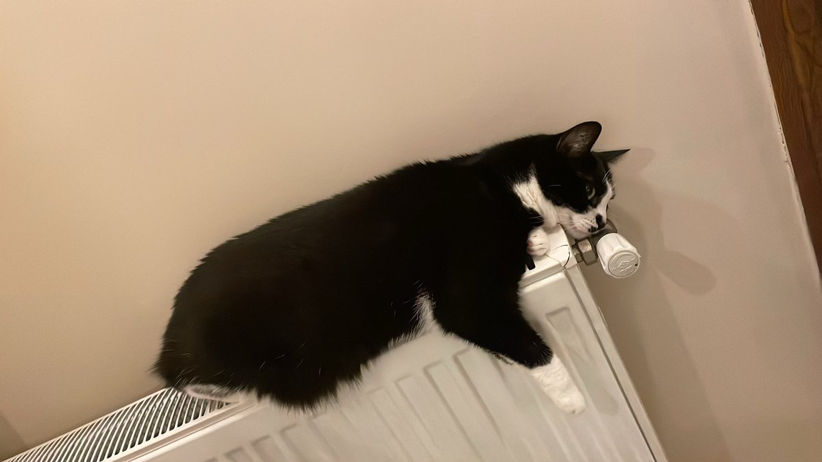 Kombiyi yakar yakmaz kedim evdeki yerini belli etti: . Sanırsın fatura onun adına geliyor.”