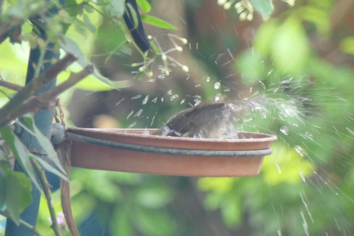 Nesquik1962's tweet image. Good morning #Robin yes I took your picture splashing around. I'm assuming the camera gives off some sort of pulse because he always knows.
