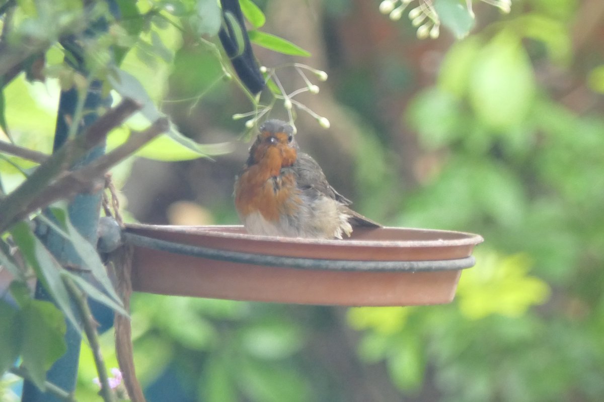 Nesquik1962's tweet image. Good morning #Robin yes I took your picture splashing around. I'm assuming the camera gives off some sort of pulse because he always knows.