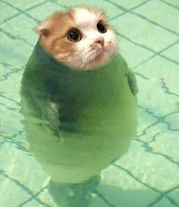 BREAKING NEWS‼️:  ... scientists .. discover .. this .. this FAT .. FUCK !! a new species of SEAL . they named him fat because they HATE HIM .