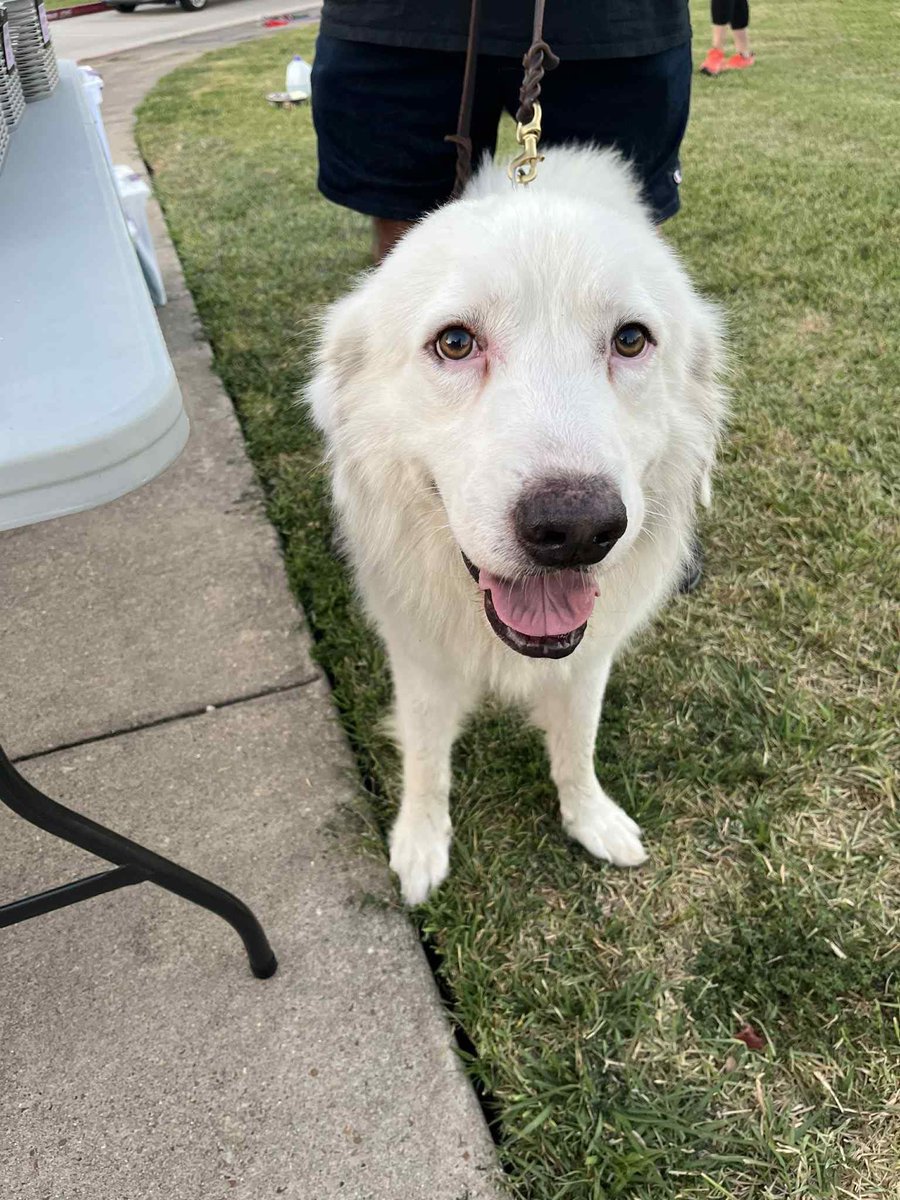 LoneStarChica's tweet image. Guess who found her forever family this weekend? 🐾❤️🐾