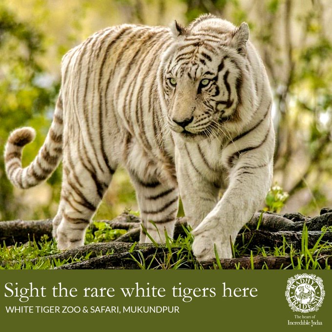 🐅 Feel the thrill at the #WhiteTigerSafari — majestic stripes, wild roar &amp; heart-pounding moments all around! 🌿

✨ Explore: touristinindia.com/white-tiger-sa…

#WildlifeAdventure #BigCats #SafariLife #TravelIndia