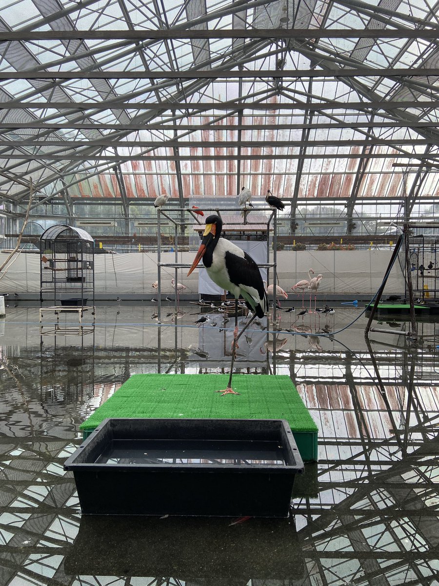 掛川花鳥園に行ったらフラミンゴとオニオオハシがいるエリアにそのキメラみたいなのがいてめっちゃ驚いたけど、どうやらクラハシコウという鳥らしい
マジで雑種かと疑ってしまった