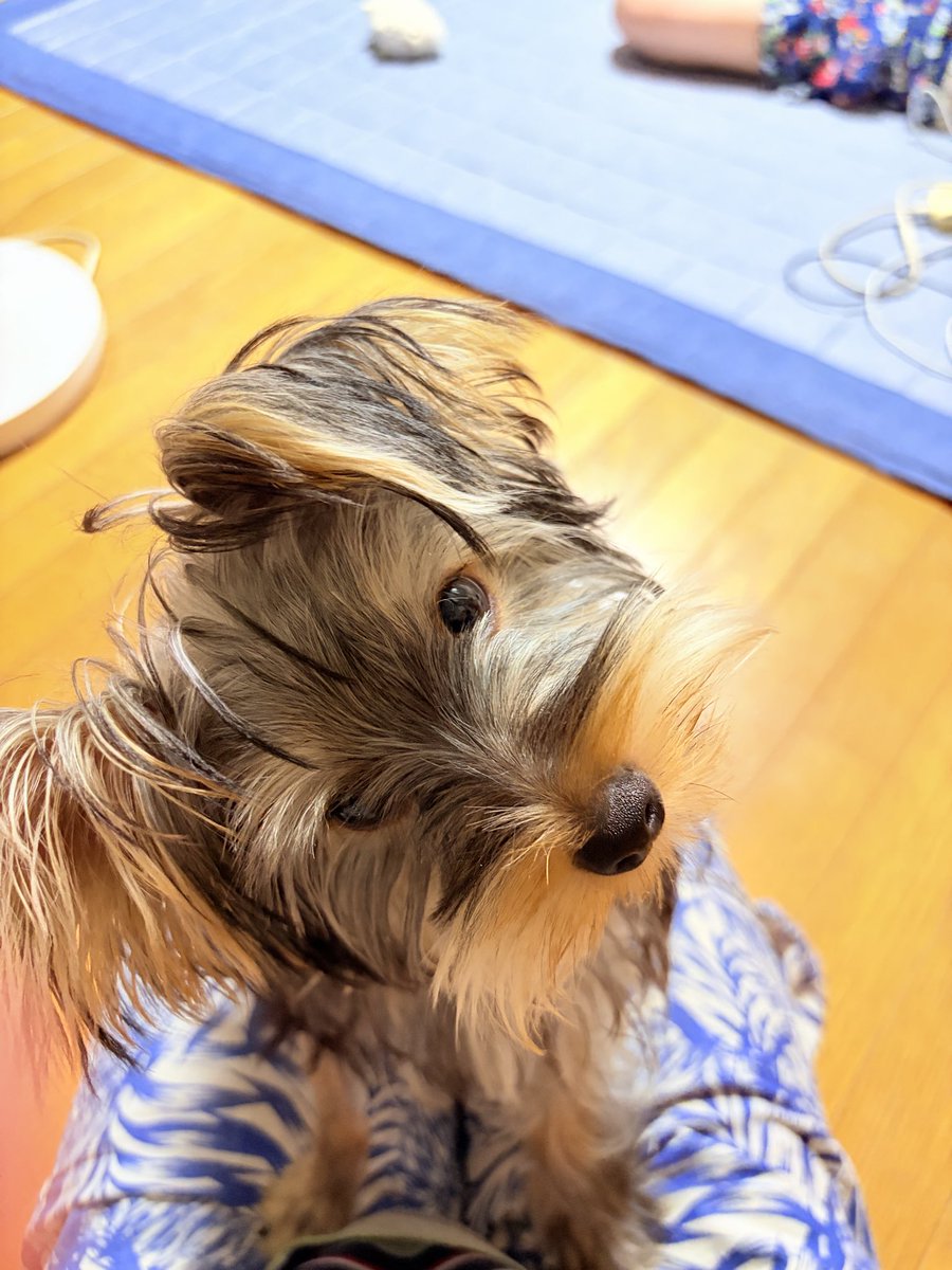 今日のワンコ🐶
留守番が多くてゴメンね😞