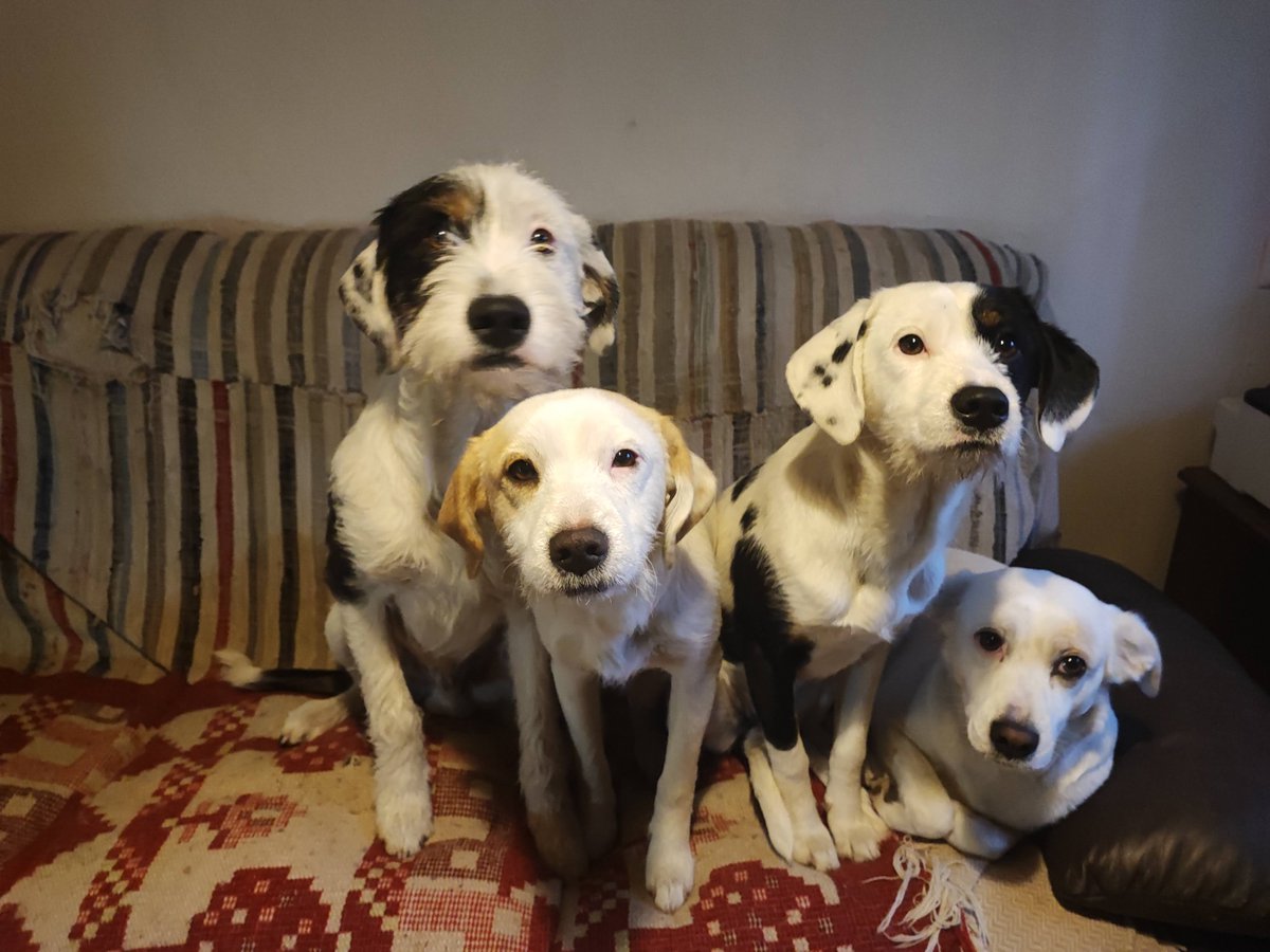 MauriValch's tweet image. Hi everyone! I’m Maurizio, an artist and lifelong animal lover. I’ve traveled across many countries with my furry companions, and these journeys inspired a special art project celebrating the soulful moments we share with our pets—dogs, cats, and all companions who make life…