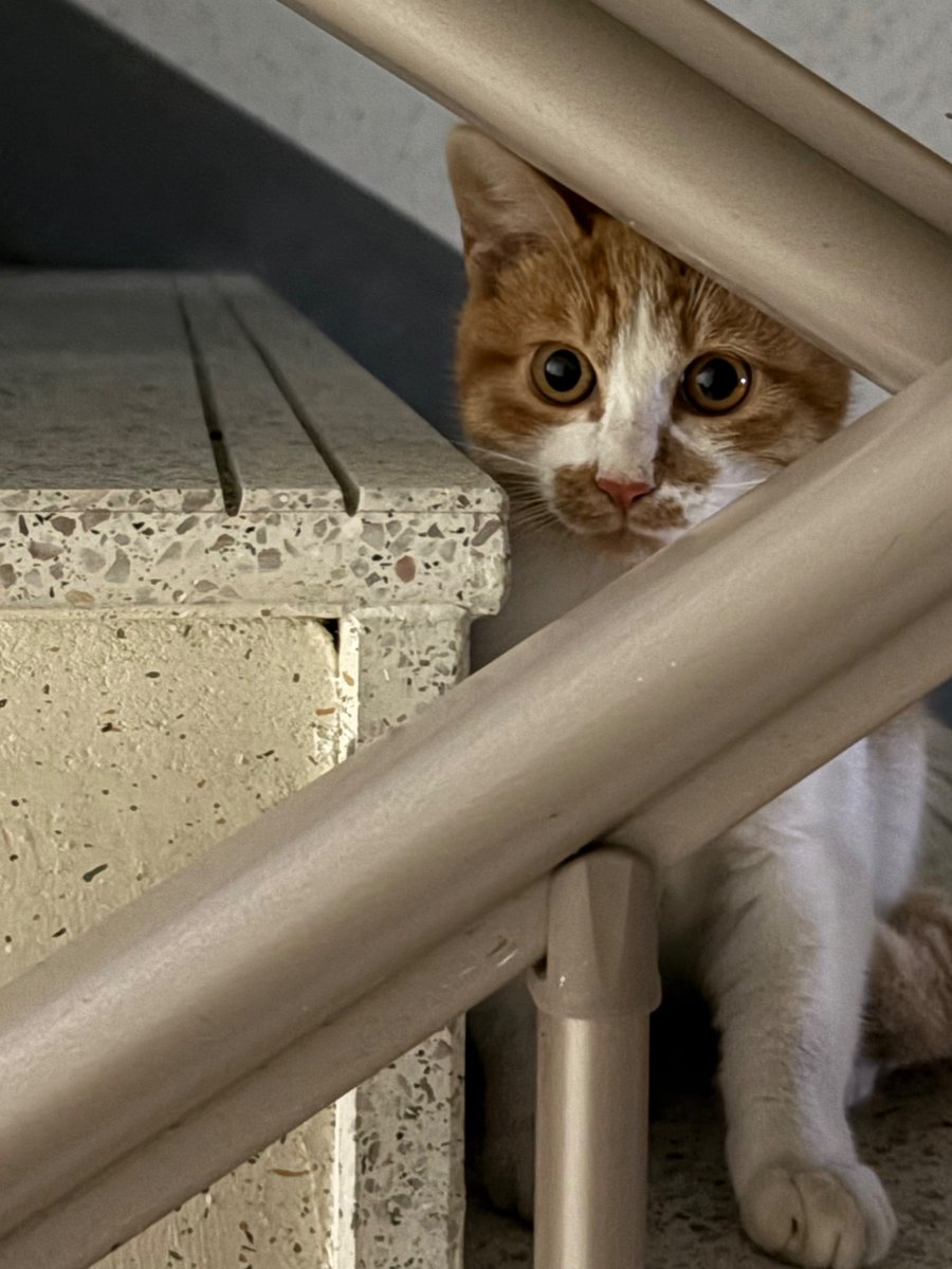 miomside's tweet photo. 아아아…고양이 다시 왔는데 옥상쪽 계단에 앉아있다. 밥 한번 먹었다고 내가 가까이가도 하악질 하진않는데 영문을 모르는 느낌. 바우가 질색해서 들여올 수 도 없고 밖으로 내보낼 수 도 없고. 밤이 깊었으니 잠이라도 자라고 종이상자 구석에 깔아두고 옴. https://t.co/teXfkmWMq9