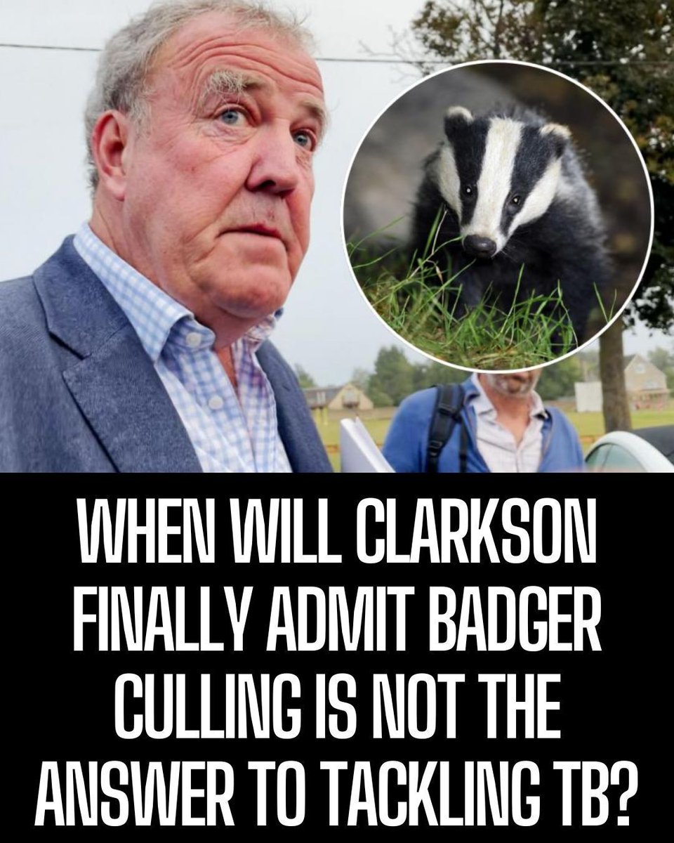 ProtectTheWild_'s tweet image. When is Jeremy Clarkson going to finally admit that badger culling isn’t working?
The real issue with bovine TB lies in shoddy testing and poor farm biosecurity, not in blaming wildlife.