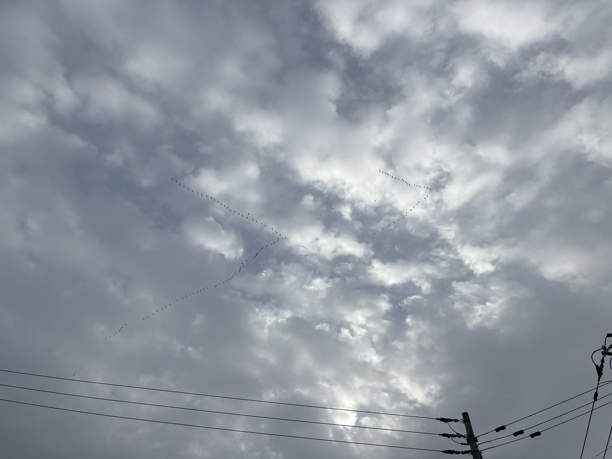 trotsky_boss's tweet image. 本物の雁行初めて見た