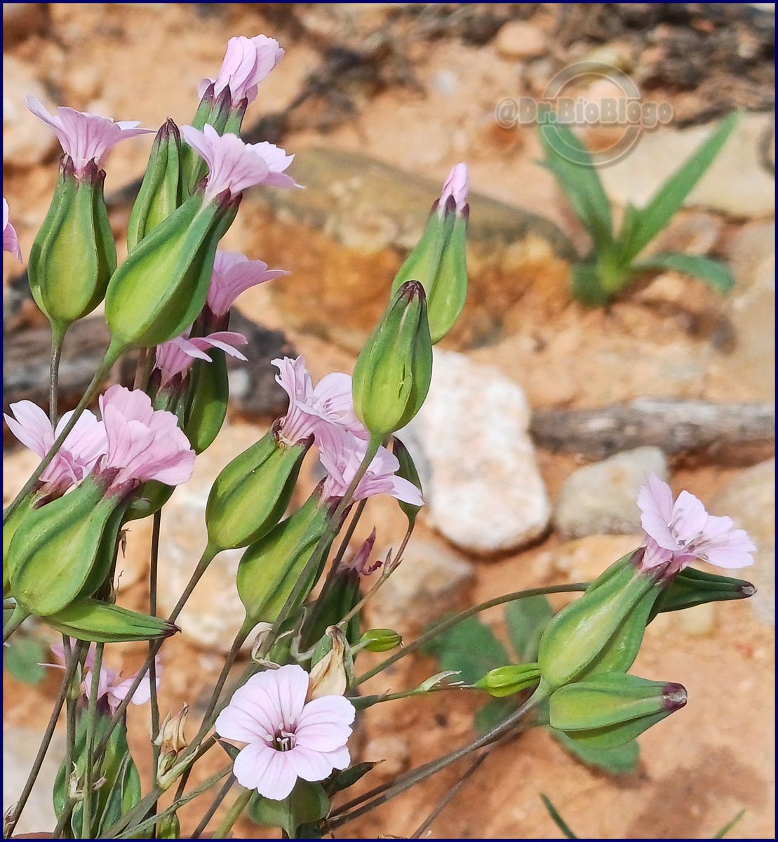 Hoy / Vaccaria hispanica / 😉😉

Planta que algunos califican como "mala hierba".
Simplemente tiene la suerte de ser una de las pocas especies capaces de soportar las tremendas perturbaciones que el cultivo de cereal produce en el campo.