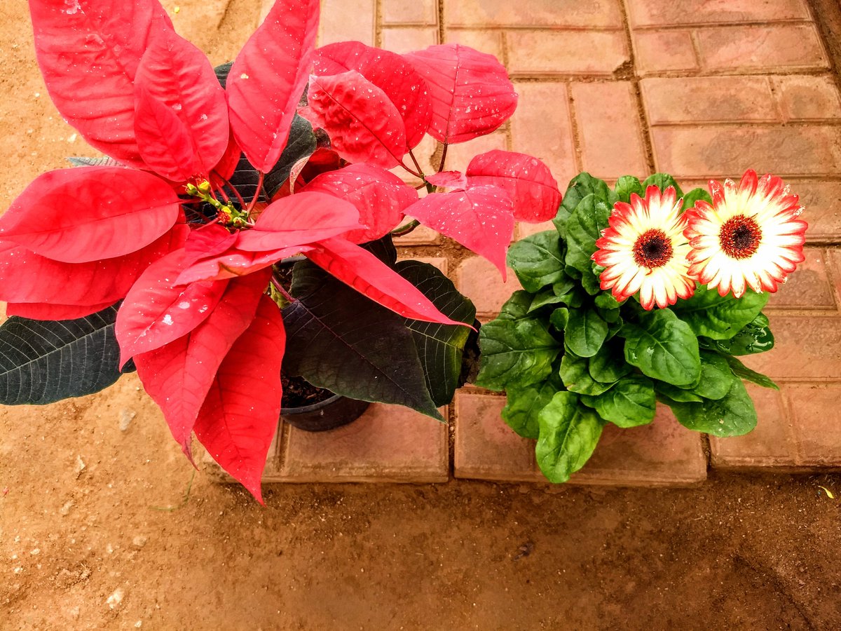 Happy new upcoming week friends stay healthy and happy ,added two new family members #NaturePhotography #Photog