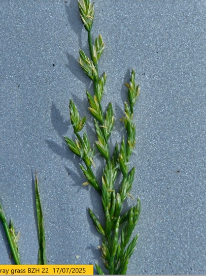 Maîtrise des Ray Grass résistants, au problème de la diminution des périodes de froid, s'ajoutent maintenant des problèmes d'hybridation à la propagation par machines de récoltes, pressage, pailles,....pas sûr qu'il soit bien pris en compte de la gravité....