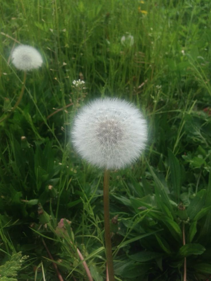 ZedBoo8's tweet photo. My dear dandelion flower 🥹💚
#THE8 #SEVENTEEN https://t.co/GzTtDNUxgH
