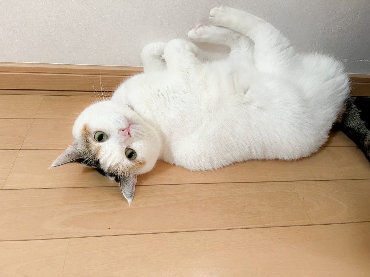 転がるトマトちゃん