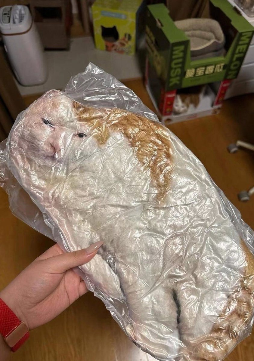 PostsOfCats's tweet image. y&apos;all think he liked it?