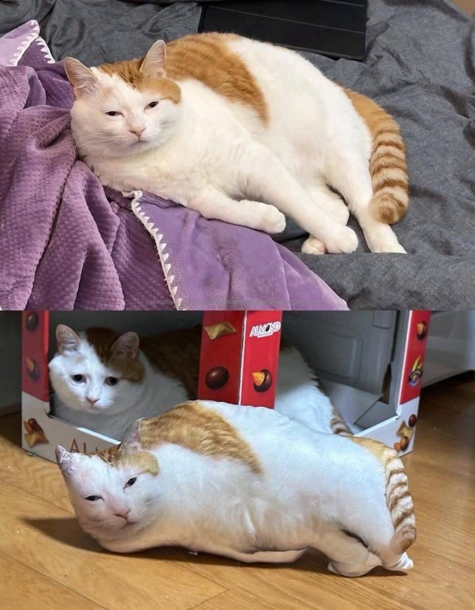 PostsOfCats's tweet image. y&apos;all think he liked it?