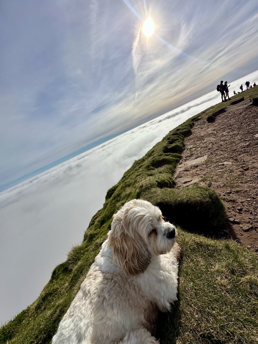helen_m_oc's tweet image. THE most amazing #cloudinversion 

📍 886m into the clouds ☁️☁️☁️

#PenyFan at its absolute best 😍
#outdoors #hiking #walking #wales #breconbeacons 🌱⛰️