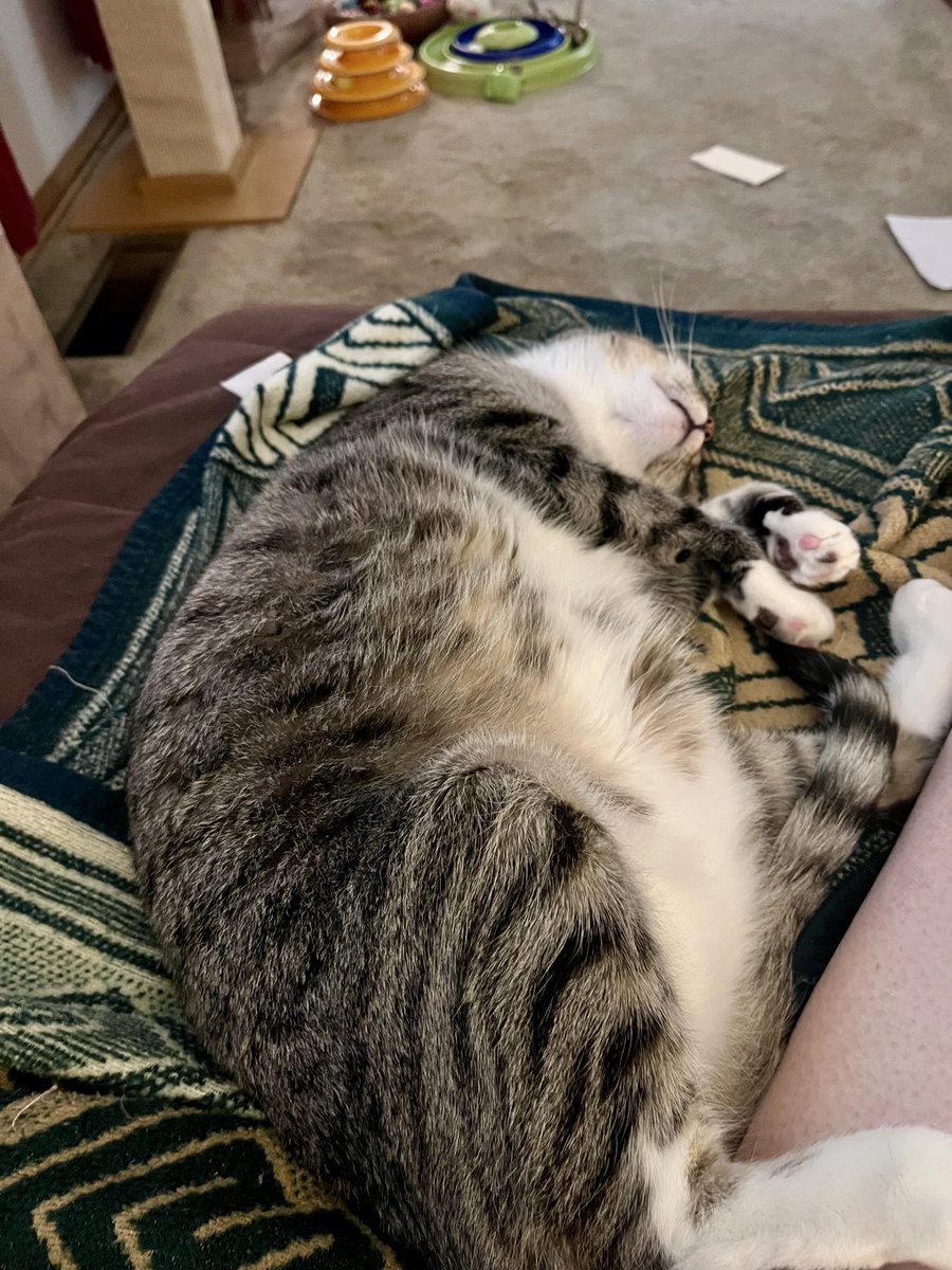 TwoCatsToday tweet media