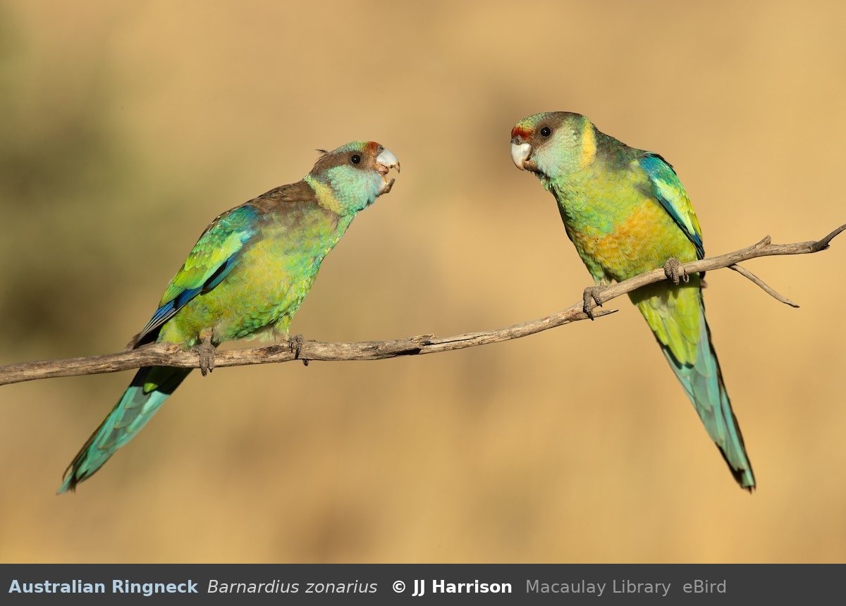 bird 5: australian ringneck

> found in: Australia
> habitat: varying, ranging from woodlands to suburban parks
> eats: insects, nectar, seeds, fruit
> status: least concern

photo by JJ Harrison